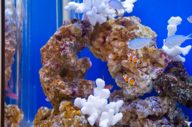 熱帯魚がお出迎え